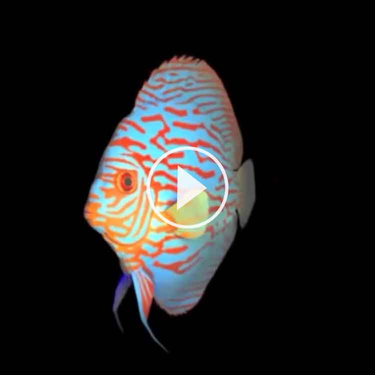 Färdiga hologram korallfisk till hologram fläkt Smart 3D Holo