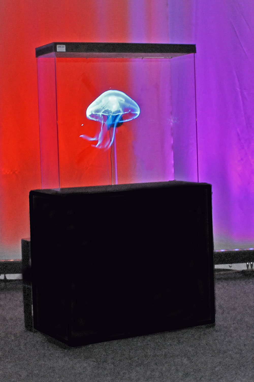 Hyra hologram till mässa och event. Hologram fläkt Vepastativ med blå manet med färgad bakgrund. Hologramdisplay med LED fläkt